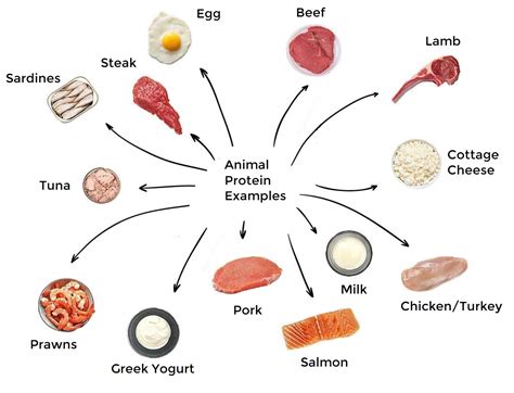 protiesn quality foods from animals are essential